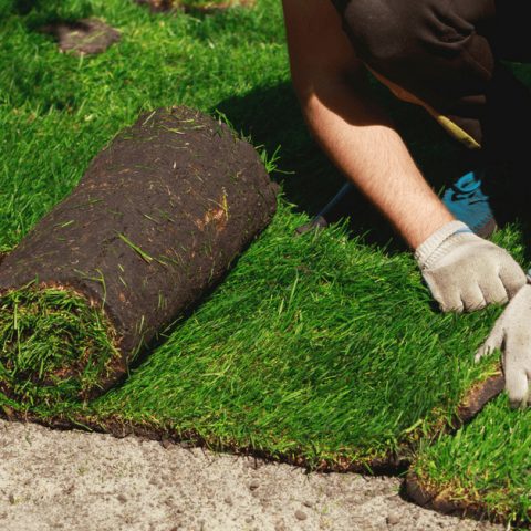 SOD Installation
